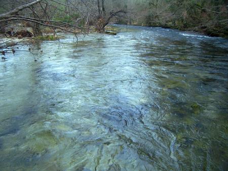 Re: La trucha - Salmón.